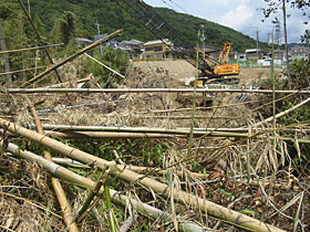 forest was destroyed