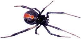 red back spider